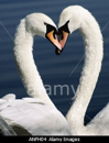 swan - heart shape