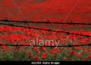 poppy fields barbed wire