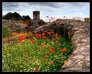 rome pictures 2012 - ruins and poppies